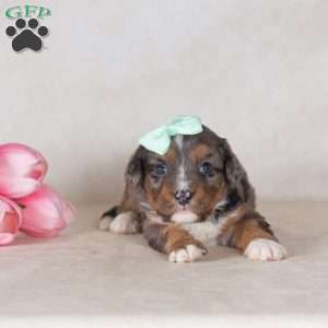 Cathy, Mini Bernedoodle Puppy